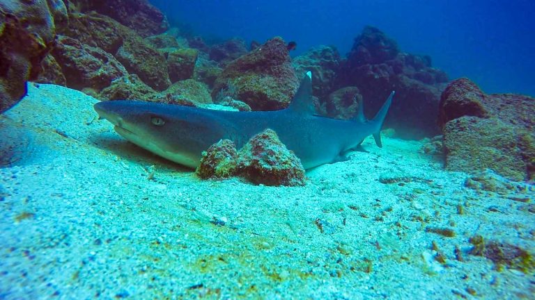 Galapagos White Tip Reef Shark